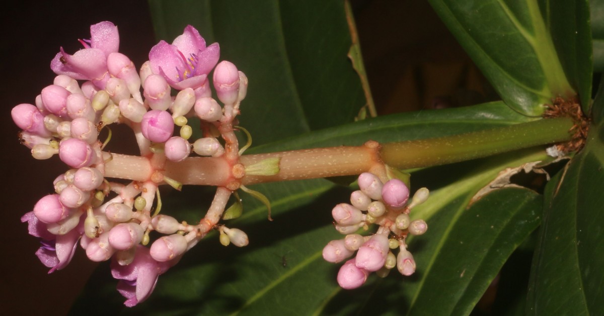 Medinilla multiflora Merr.